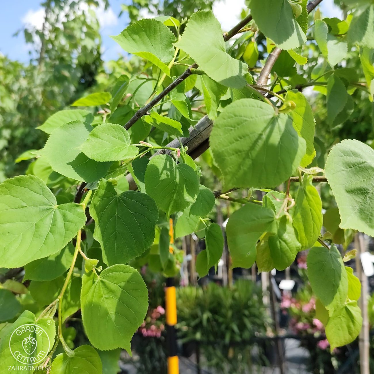 Obrázok Lipa malolistá (Tilia cordata) - výška 300-320 cm, obvod kmeňa 6/8 cm, kont. C18L  